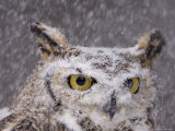 A Captive Great Horned Owl at a Recovery Center
