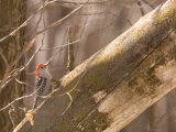 A Red-Bellied Woodpecker (Melanerpes Carolinus) Sits on a Tree Branch