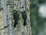 A Pair of Endangered Red Cockaded Woodpeckers Sit by Their Hole