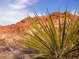 Red Rocks National Conservation Area  Mojave  Yucca  Nevada  USA