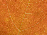 A Close View of the Veins and Cells of a Leaf in Autumn Color  Washington  District of Columbia