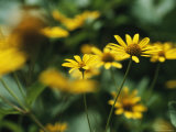 Daisies