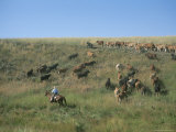 A Cowboy Herds His Cattle Over a Hill in Colorado