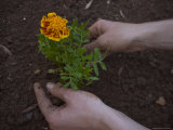 A Woman Plants a Flower in Soil