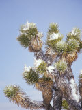 Snow-Topped Joshua Tree at the Base of Mt Charleston  North of Las Vegas  Nevada  USA
