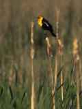 Yellow-Headed Blackbird  Klamath Basin Refuge Complex  Oregon