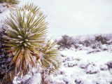 Snow Covers the Ground and Joshua Trees near Mt Charleston  north of Las Vegas  Nevada  USA