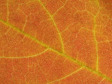 A Close View of the Veins and Cells of a Leaf in Autumn Color  Washington  District of Columbia