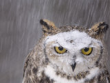 A Captive Great Horned Owl at a Recovery Center