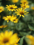 An Individual Daisy Stands Isolated in a Field of Summer Flowers