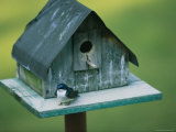 A Tree Swallow Sits on the Front Porch of Its House