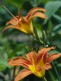 A View of a Tiger Lily