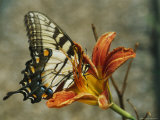 A Butterfly Sips Nectar from a Lily with Its Long Proboscis