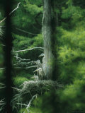 Four Immature Great Blue Herons Sit on a Nest