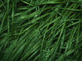 Grasses Bent Down after a Summer Rain Storm