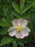 Wild Rose at the Base of Mount Washington  New Hampshire