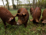 Red Wattle Pigs on a Farm in Kansas