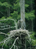A Group of Four Baby Great Blue Herons Sit in a Nest in Georgia