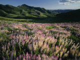 Lupine  Humboldt National Forest  Jarbridge Wilderness and Mountains  Nevada  USA