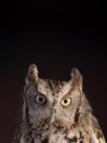 A Captive  Endangered Eastern Screech Owl at a Raptor Recovery Center