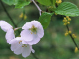 Morning Dew on Cherry Blossoms