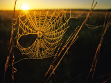Spider Web at Sunrise  Fort Niobrara National Wildlife Refuge  Nebraska  USA
