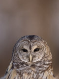 A Barred Owl (Strix Varia) at a Raptor Recovery Center