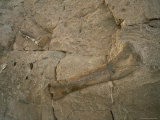 Dinosaur Fossils Embedded in Rock