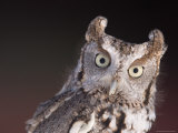 A Captive  Endangered Eastern Screech Owl at a Raptor Recovery Center