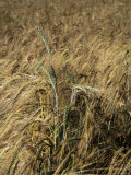 A Close View of a Barley Plant with Grains and Stalk Clearly Visible  Bavaria  Germany