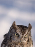 A Captive  Endangered Eastern Screech Owl at a Raptor Recovery Center