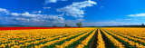 Spring Tulip Rows  Skagit Valley  Washington  USA