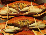 Dungeness Crab at Pike Place Public Market  Seattle  Washington State  USA