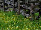Rail Fence and Buttercups  Pioneer Homestead  Great Smoky Mountains National Park  Tennessee  USA