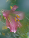 Trumpet Lily  Seattle  Washington  USA