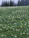 Avalanche Lilies in Olympic National Park  Washington  USA