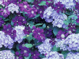 Hydrangea and Clematis  Issaquah  Washington  USA 