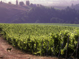 Dog in Knutsen Vineyard  Willamette Valley  Oregon  USA