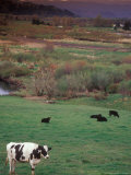 Cattle Out to Pasture  Clatskanie  Oregon  USA