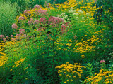 Black-eyed Susans and Sweet Joe-Pye Weed in the Holden Arboretum  Cleveland  Ohio  USA