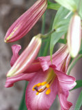 Trumpet Lily  Seattle  Washington  USA