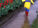 Boy Jumping through Mud Puddles along Tulip Fields  Willamette Valley  Oregon  USA