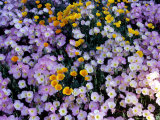 California Poppy and Mexican Primrose  Utah  USA