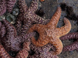 Sea Stars at Low Tide on Second Beach  Washington  USA
