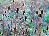 Common Teasel Seed Pods  Imnaha River Canyon  Oregon  USA