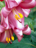Trumpet Lily  Seattle  Washington  USA
