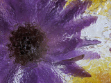 Aster Encased in Ice  Issaquah  Washington  USA 