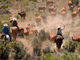 Cowboys and Cowgirls Driving Cattle through Dust in Central Oregon  USA