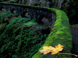 Fence Along Path to Shepherd's Dell Falls  Columbia River Gorge National Scenic Area  Oregon  USA