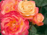 Roses Growing in the Rose Test Garden in Washington Park  Portland  Oregon  USA